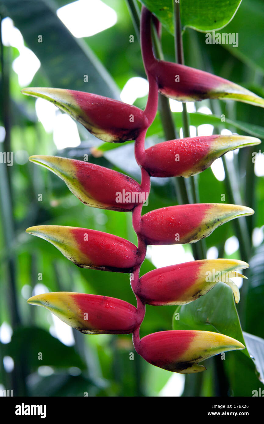 The Heliconia rostrata or False Bird of Paradise plant with red flowers, Palm House UK Stock Photo