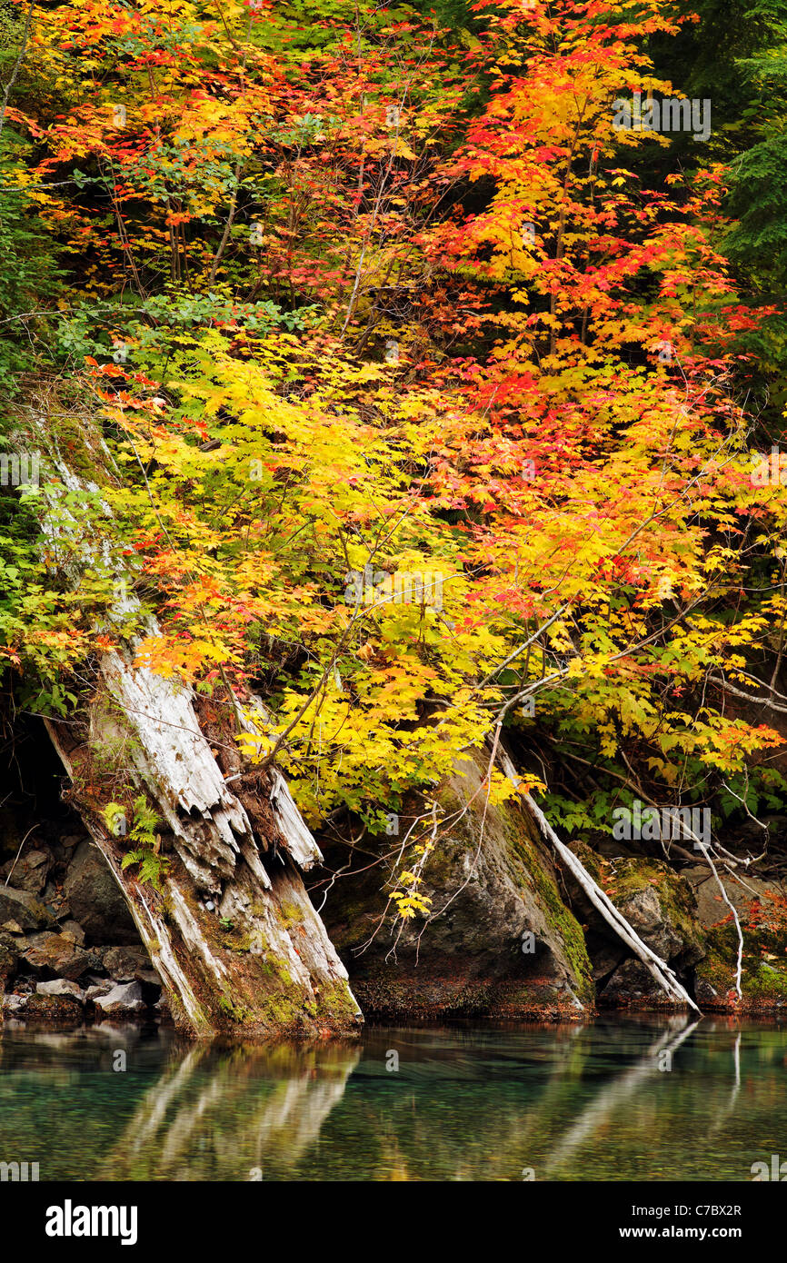 Vine maples and decaying tree trunks at the edge of the Ohanapecosh River, Mount Rainier National Park, Washington Stock Photo