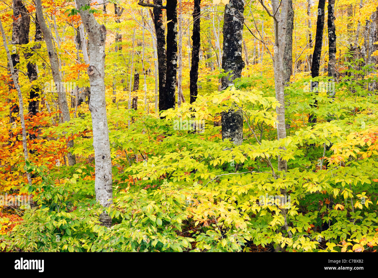 Fall landscape and autumn foliage, Mount Desert Island, Acadia National Park, near Bar Harbor