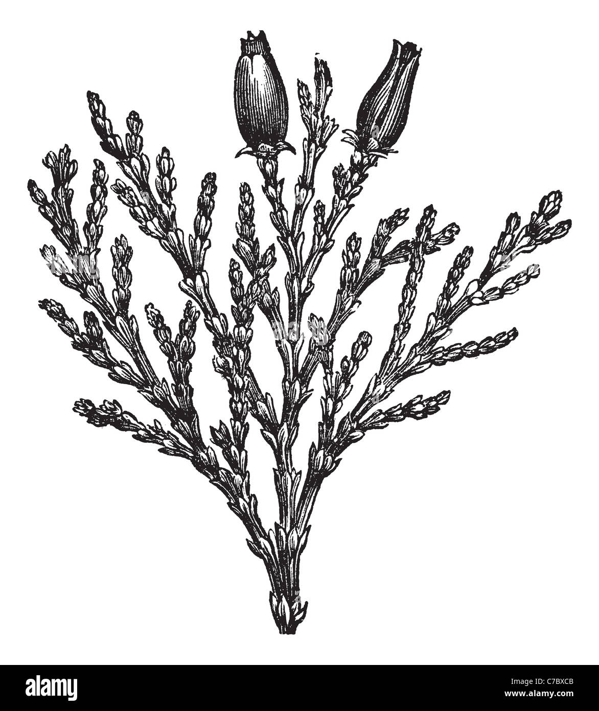 Calocedrus or Libocedrus decurrens or Incense-cedar vintage engraved illustration. Trousset encyclopedia (1886 - 1891). Stock Photo