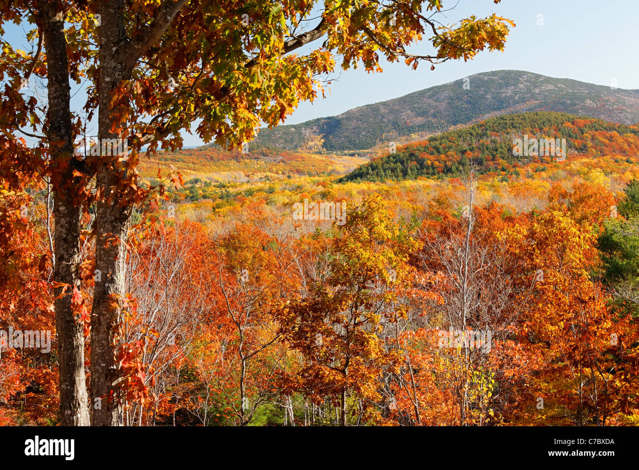 Fall landscape and autumn foliage, Mount Desert Island, Acadia Stock Photo 38985558 Alamy