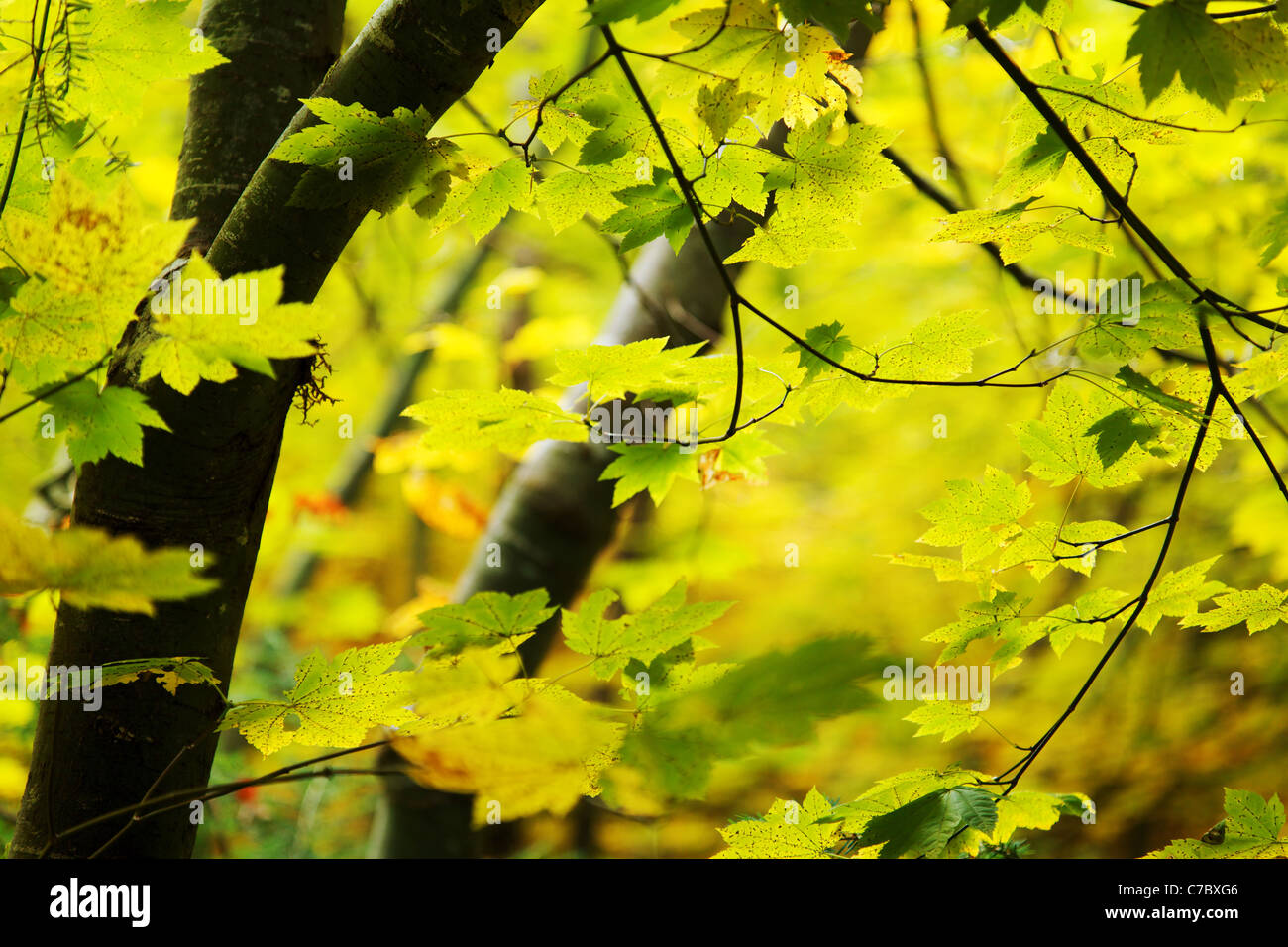 Fall colored vine maple, Grove of the Patriarchs Trail, Mount Rainier National Park, Washington