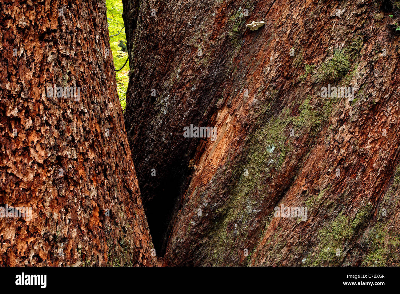 Trunks of giant Douglas fir trees, Grove of the Patriarchs, Mount Rainier National Park, Washington, USA Stock Photo