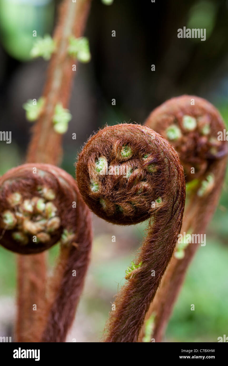 Tree Fern (Dicksonia antarctica). Unfurling fronds. Tree legally imorted from Victoria, Australia and sold in UK. Stock Photo