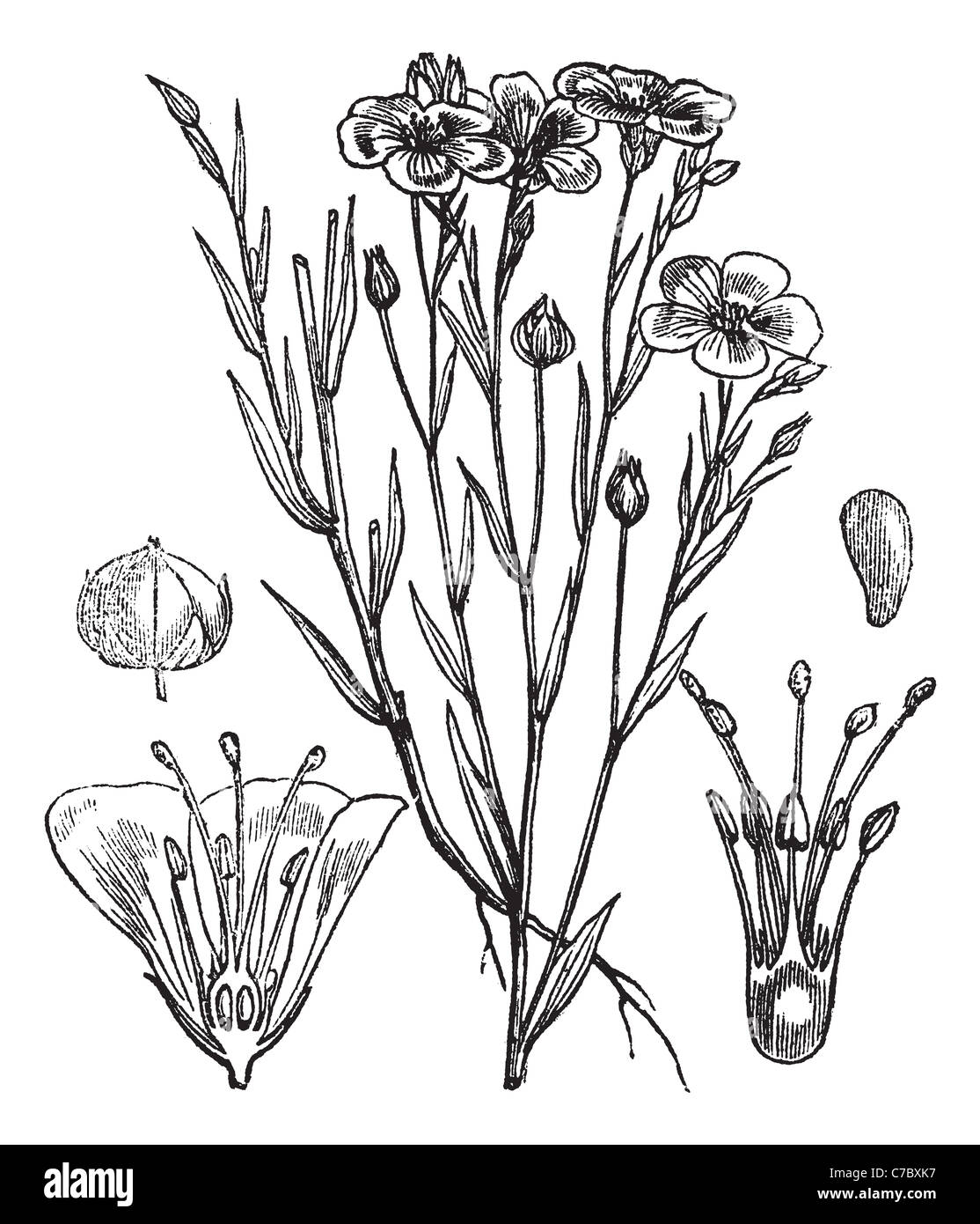 Common flax or Linseed or Linum usitatissimum vintage engraved