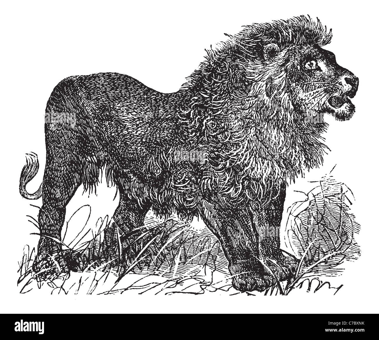 African Lion vintage engraved illustration. Trousset encyclopedia (1886 - 1891). Stock Photo