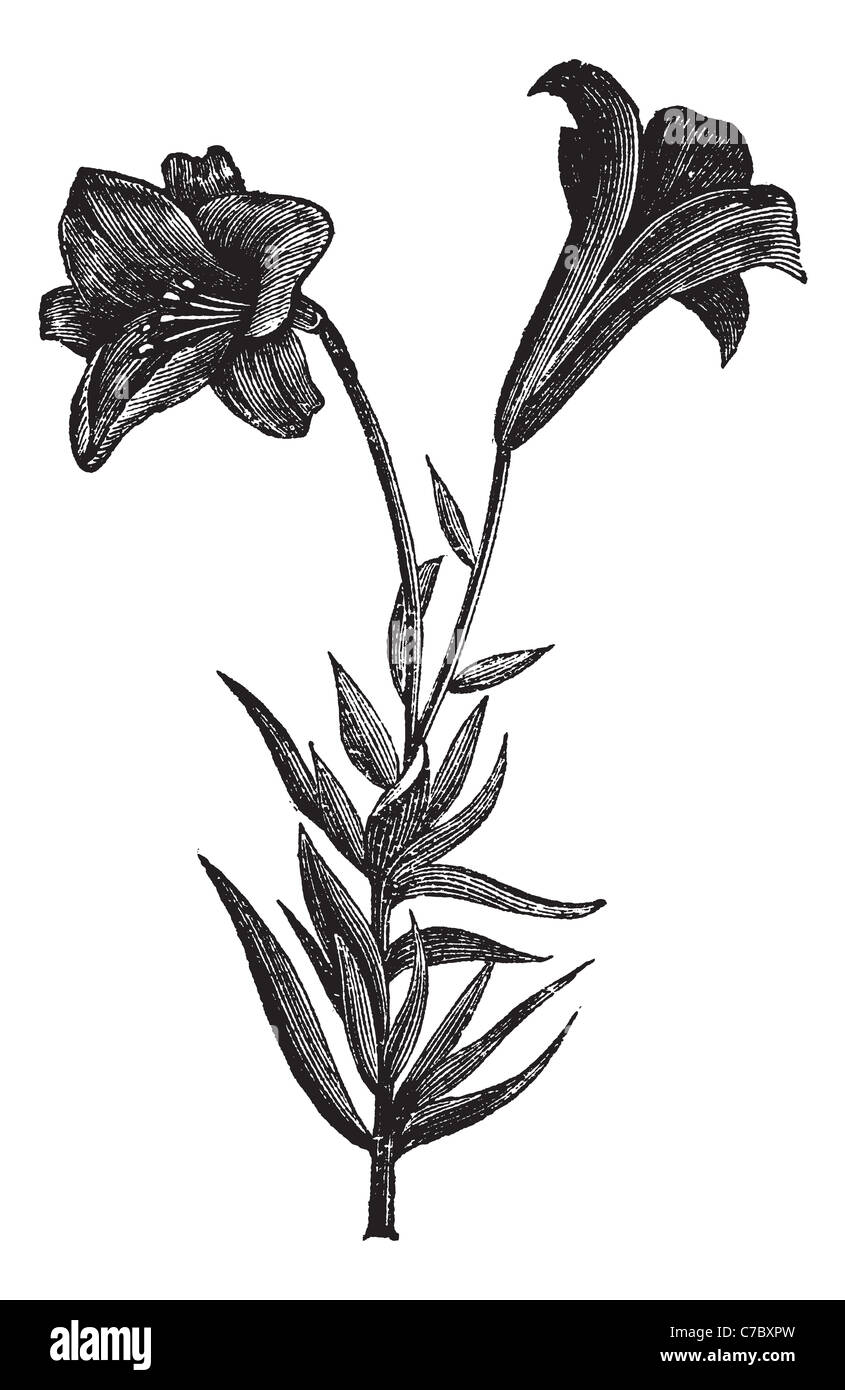 Beautiful long flowered lily, vintage engraved illustration