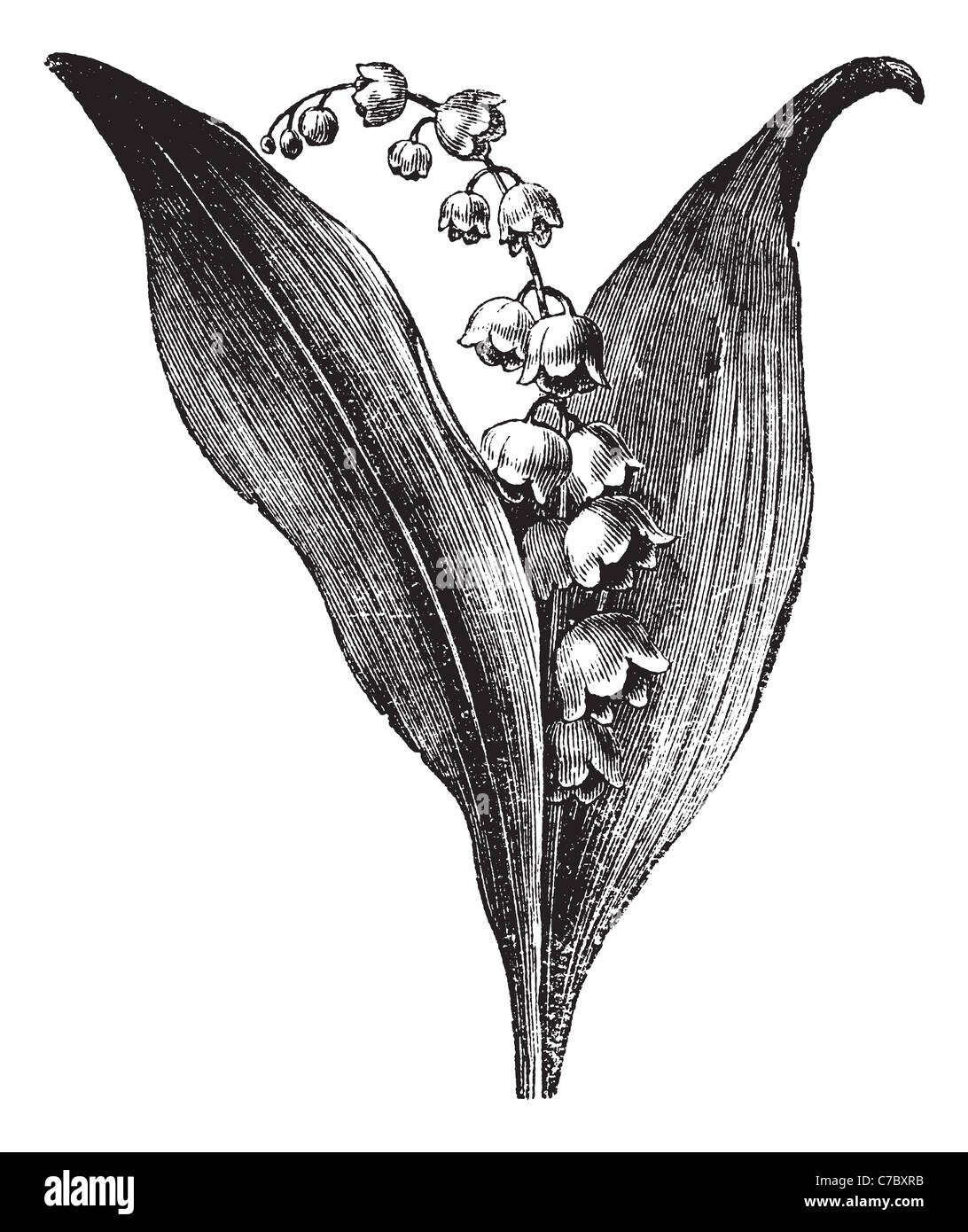 Lily Of The Valley Drawing