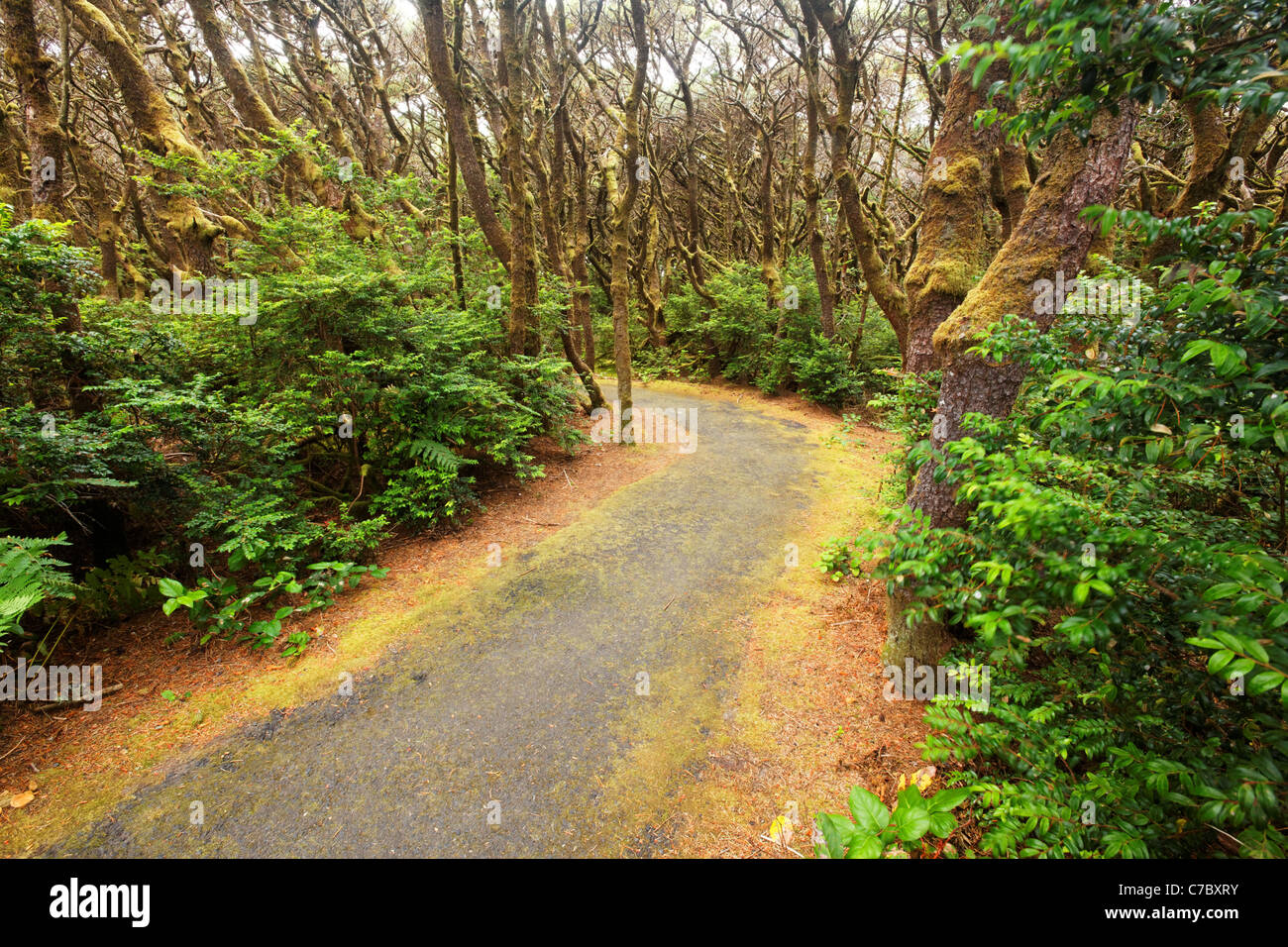Trail through coastal forest, Oregon Coast, Oregon, USA, North America Stock Photo
