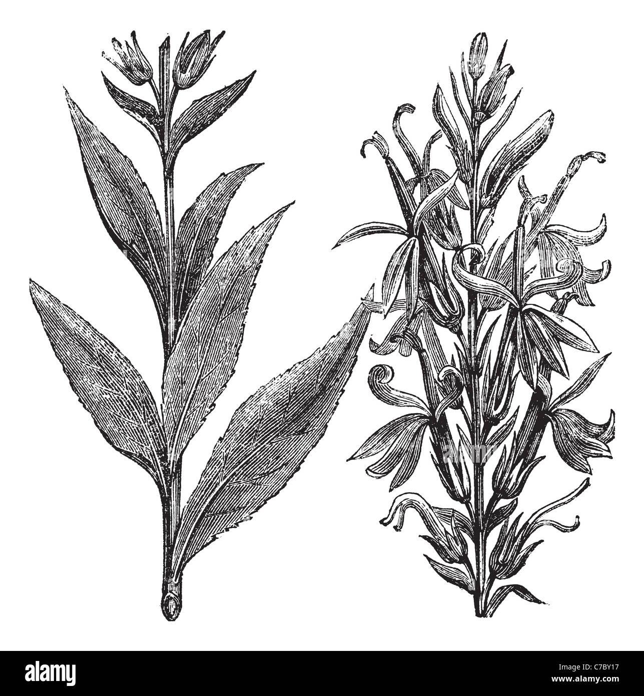 Cardinal Flower or Lobelia Fulgens, vintage engraving. Old engraved illustration of Cardinal Flower isolated on a white. Stock Photo