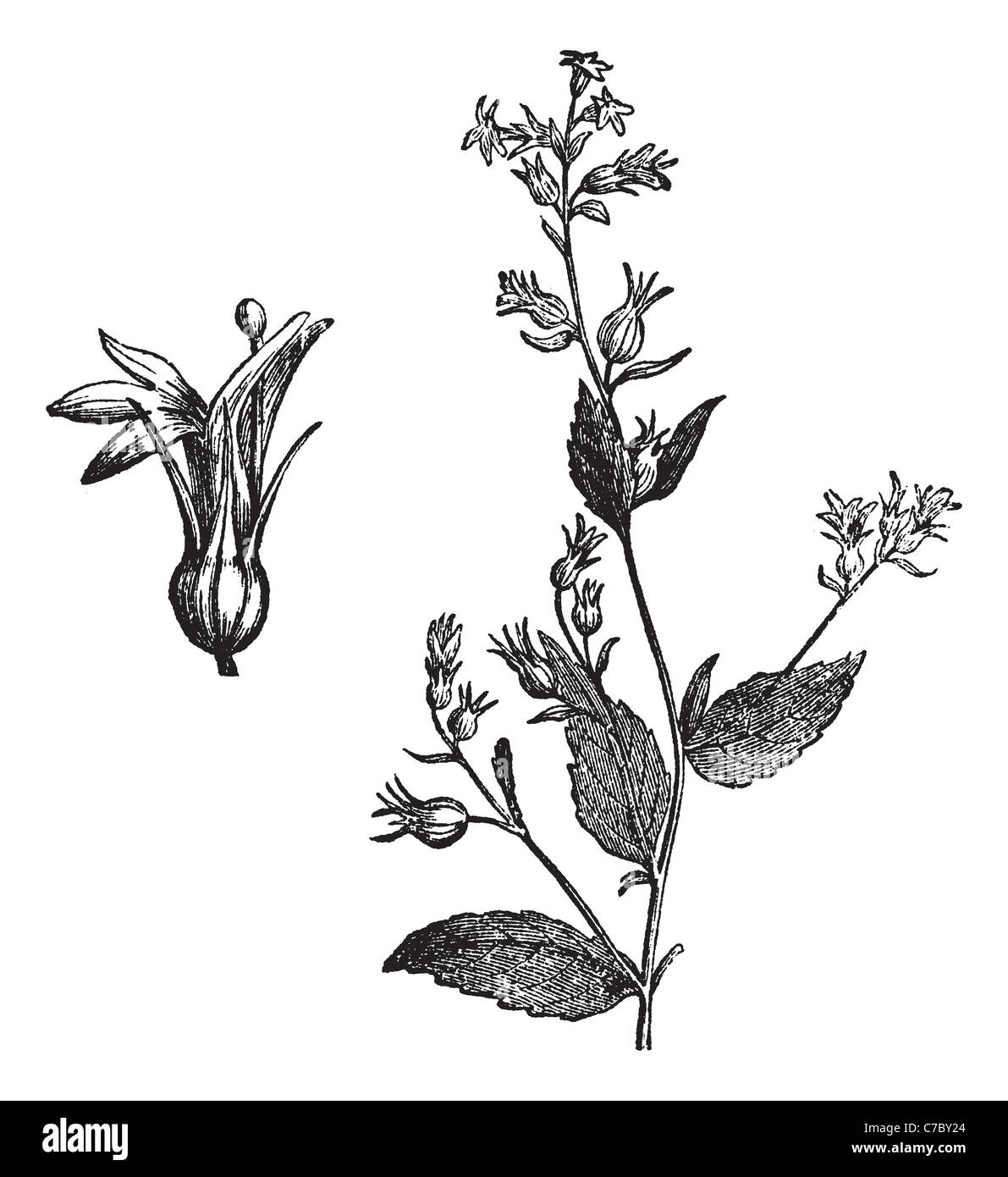Indian Tobacco or Lobelia inflata, vintage engraving. Old engraved illustration of Indian Tobacco isolated on a white background Stock Photo