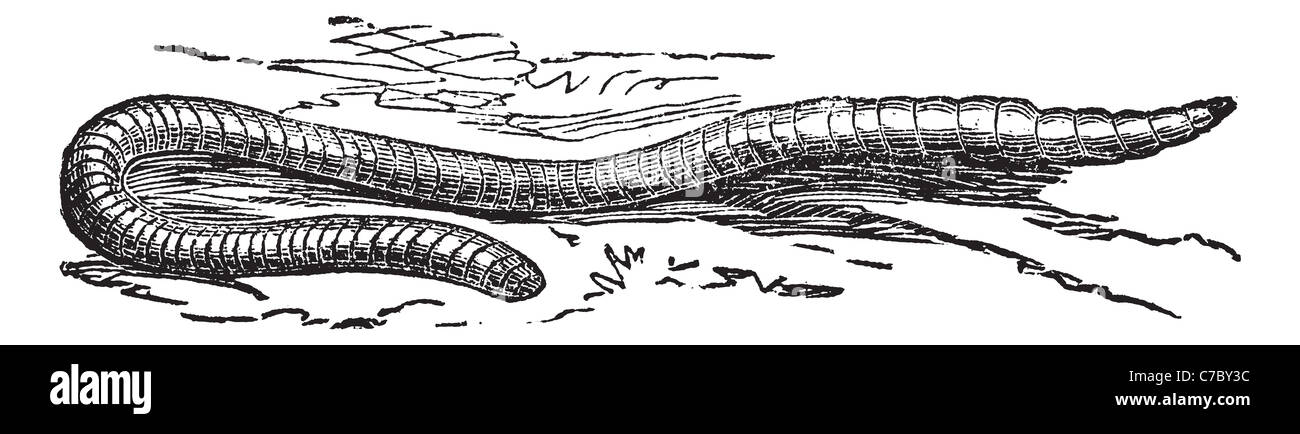 Lumbricus terrestris or Vitalis or Dew Worm or Lob Worm, vintage engraving. Old engraved illustration of Lumbricus terrestris. Stock Photo