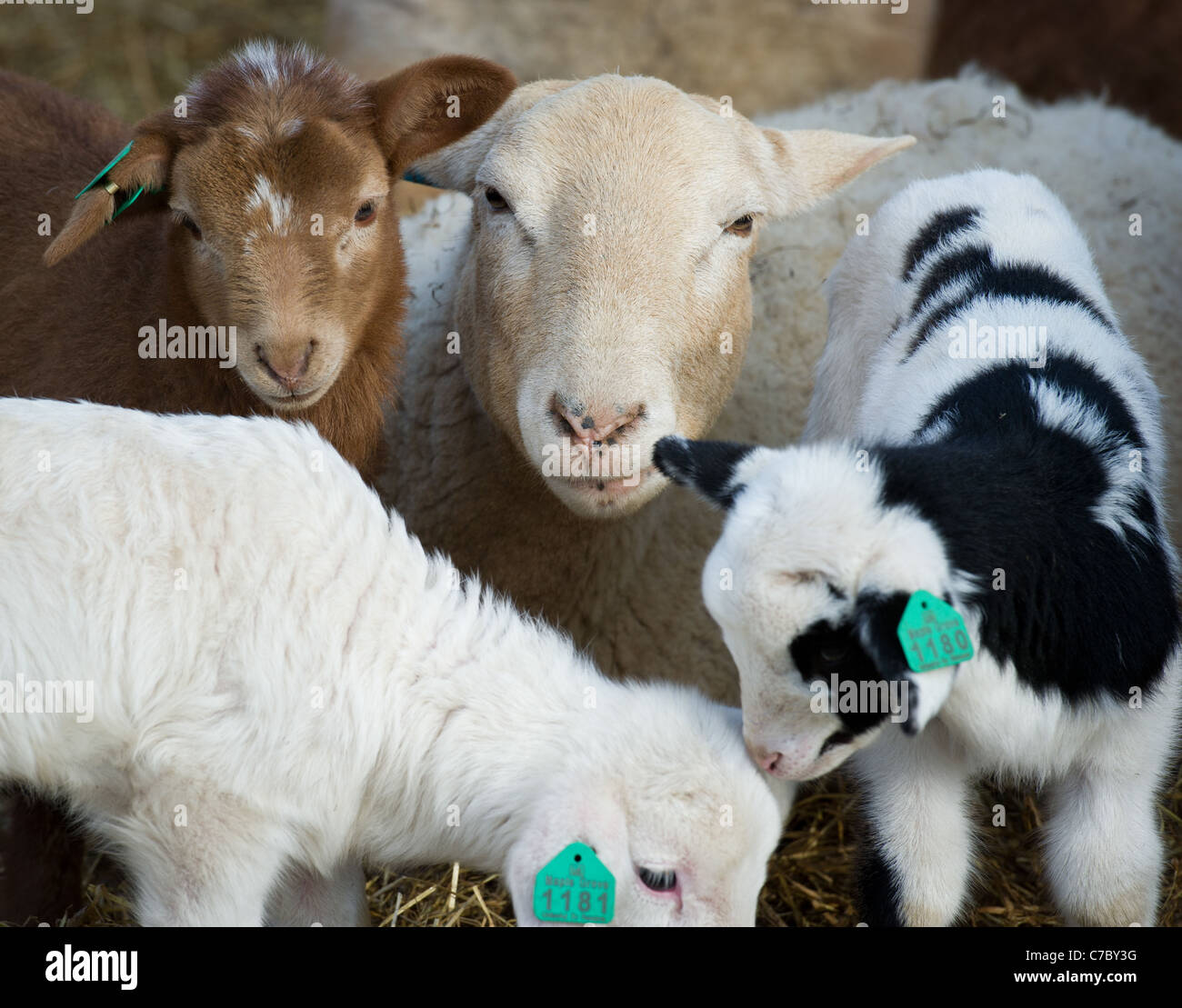 Dorper sheep Vector Images \u0026 Graphics for Commercial Use | VectorStock, image size:1300x1109