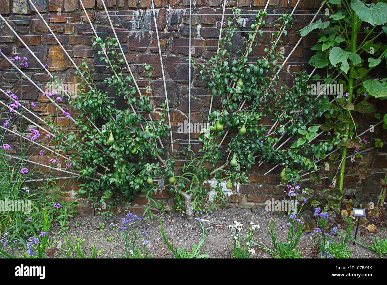 Espalier trained pears at the Royal Horticultural Society Garden at Rosemoor near Great Torrington, Devon, England, UK Stock Photo