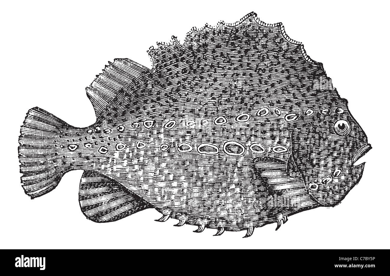 Lumpsucker or Cyclopterus lumpus, vintage engraving. Old engraved illustration of Lumpsucker isolated on a white background. Stock Photo