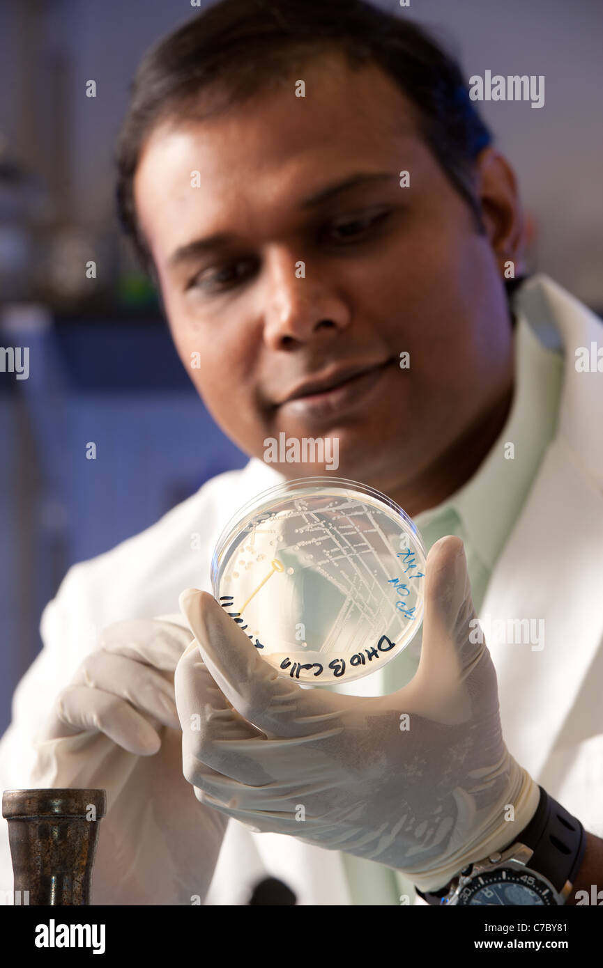 Scientist observing a petri dish Stock Photo