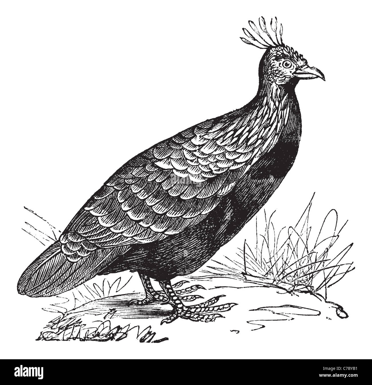 Himalayan Monal or Danfe, vintage engraving. Old engraved illustration of Himalayan Monal (Male) in the meadow. Stock Photo