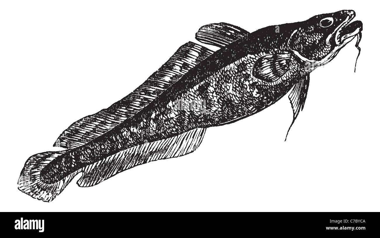 Burbot or Lota lota, the lawyer, vintage engraving. Old engraved illustration of Burbot isolated on a white background. Stock Photo