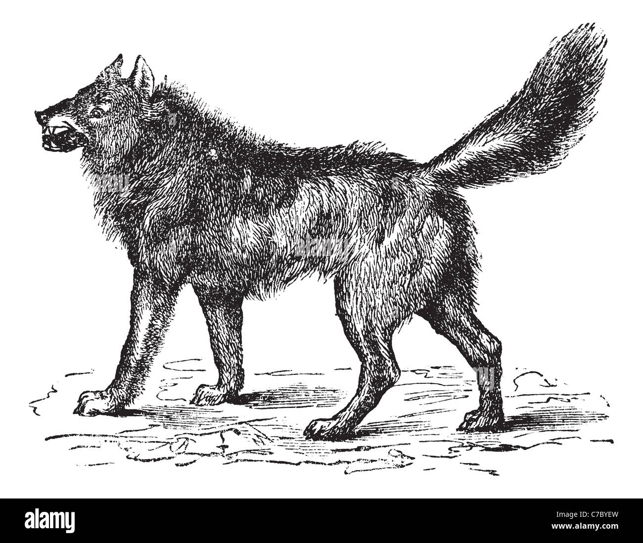 Eurasian Wolf or European, or Altaicus or lycaon or Grey wolf, vintage engraving. Old engraved illustration of Eurasian Wolf. Stock Photo