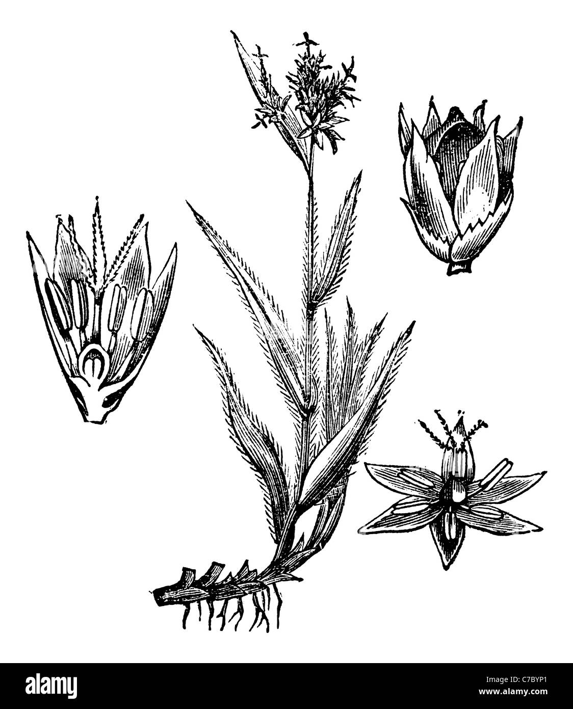 Field Wood-rush or Sweep's Brush, vintage engraving. Old engraved illustration of Field Wood-rush isolated on a white background Stock Photo