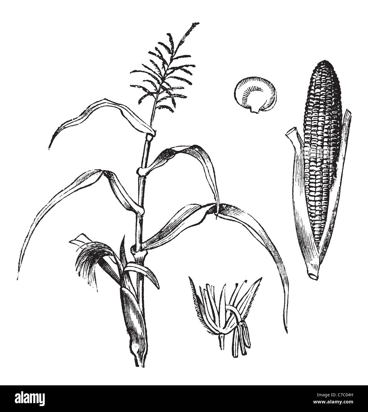 Corn, Maize or Zea mays, vintage engraving. Old engraved illustration