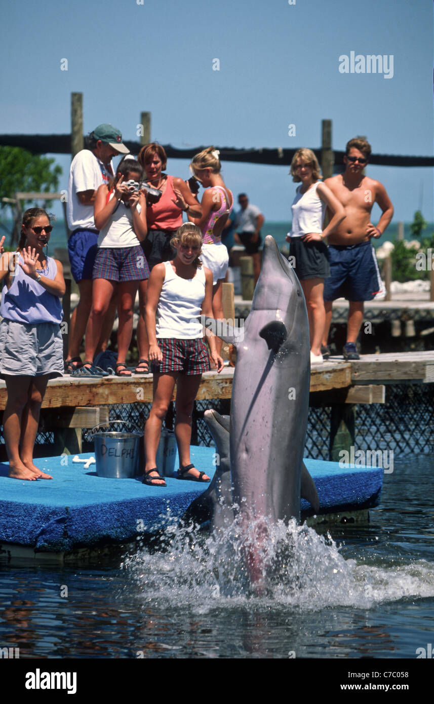 Students train dolphins at the Dolphin Research Center in Marathon Key