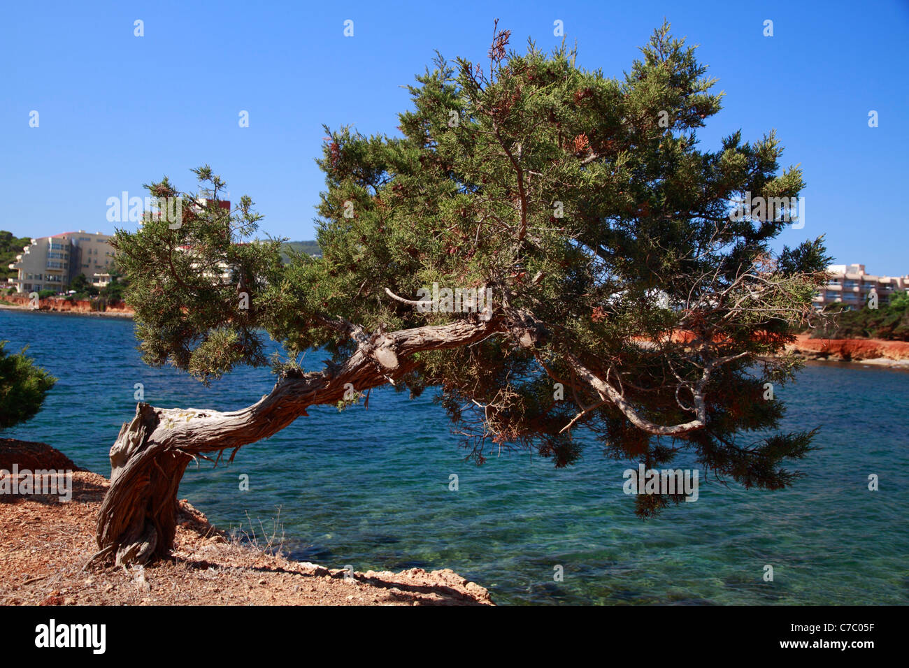Twisted juniper (juniperus communis), Ibiza, Spain Stock Photo