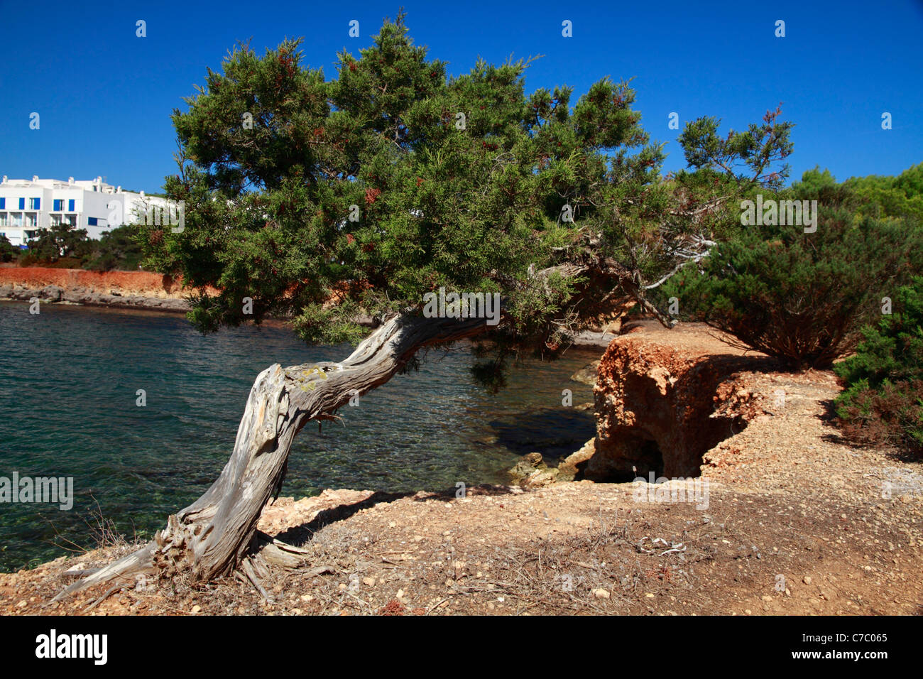 Twisted juniper (juniperus communis), Ibiza, Spain Stock Photo
