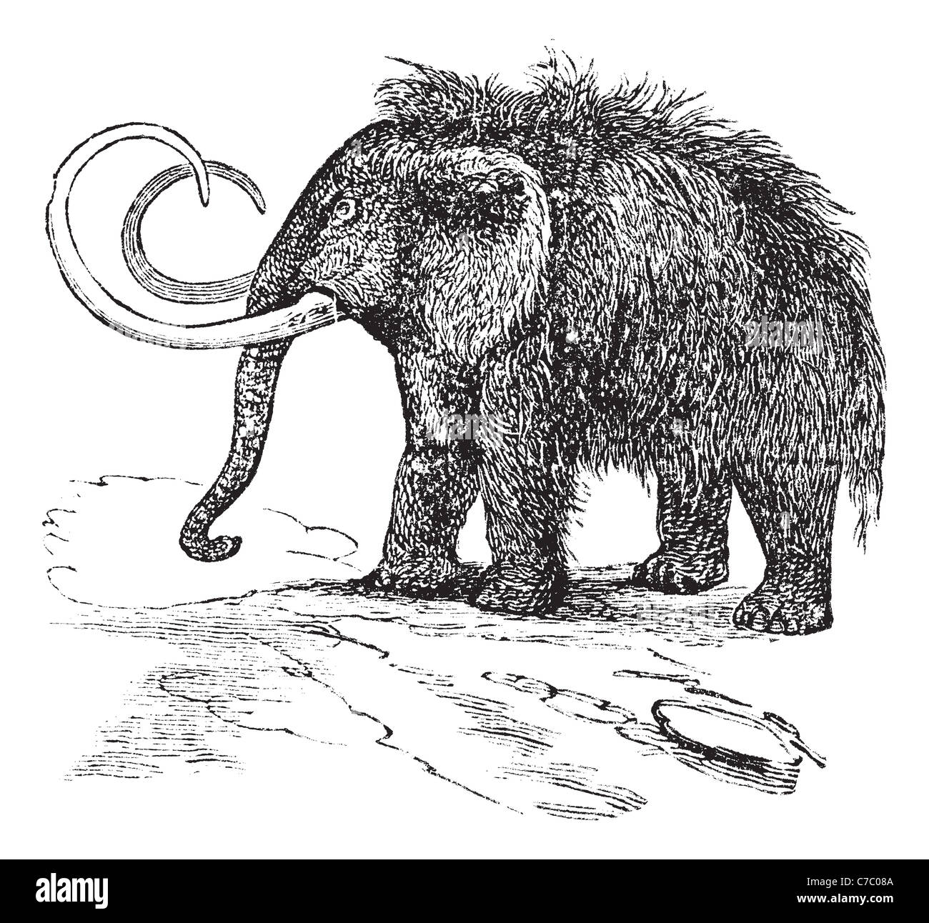 Woolly mammoth or Mammuthus primigenius or Elephas primigenius, vintage engraving. Old engraved illustration of Woolly mammoth. Stock Photo