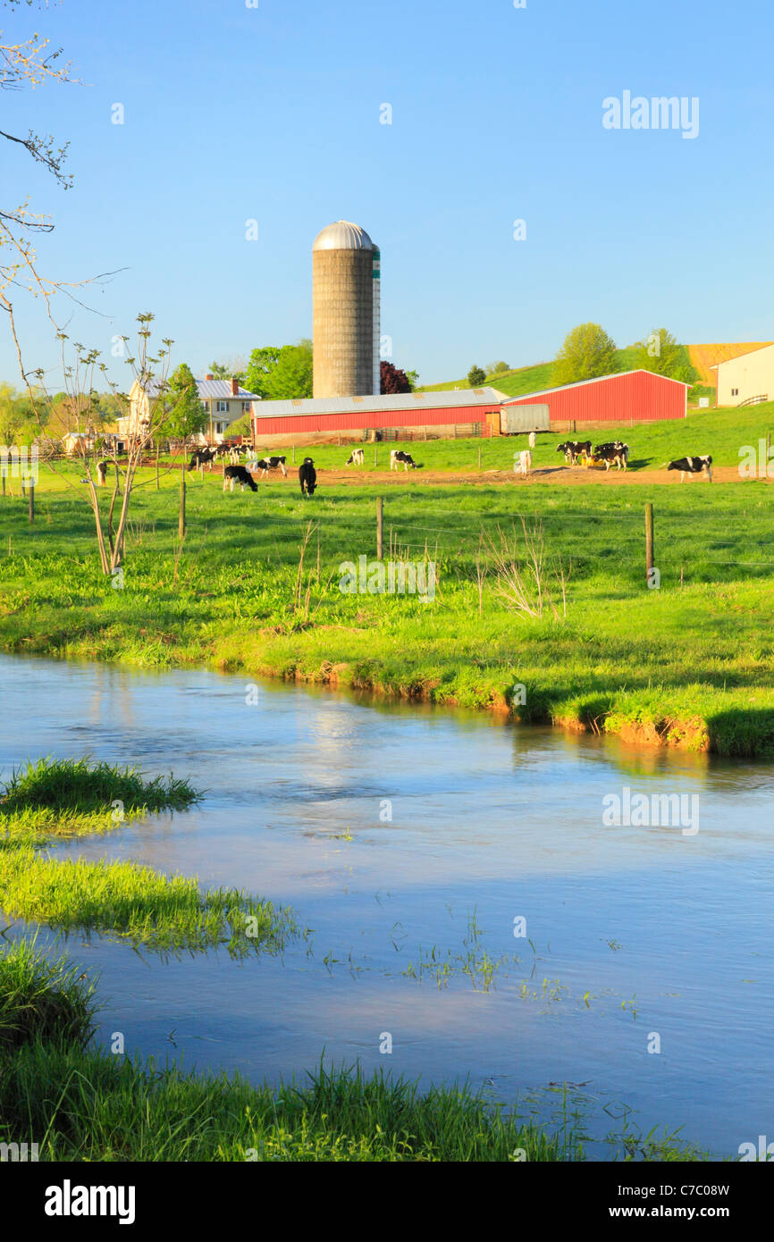 Cows Grazing Beside Mossy Creek in the Shenandoah Valley of Virginia, USA Stock Photo