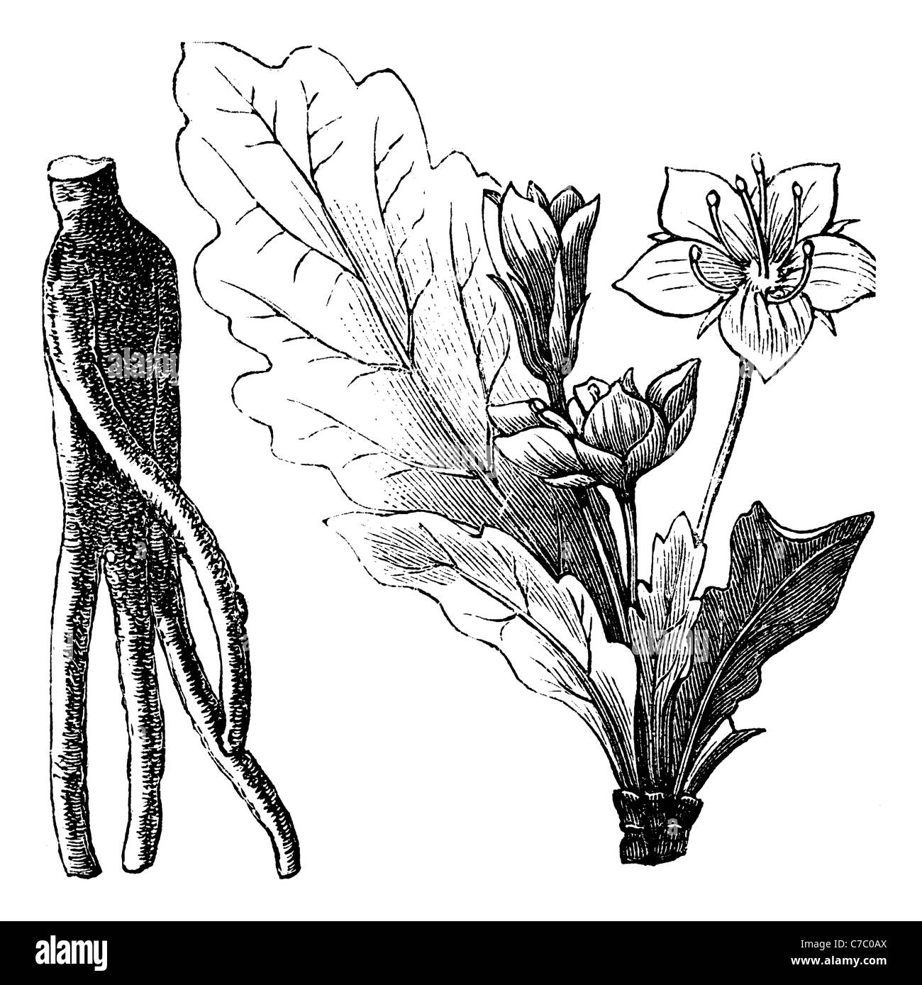 Mandrake root or Mandragora officinarum, vintage engraving. Old engraved illustration of Mandragora officinarum root. Stock Photo