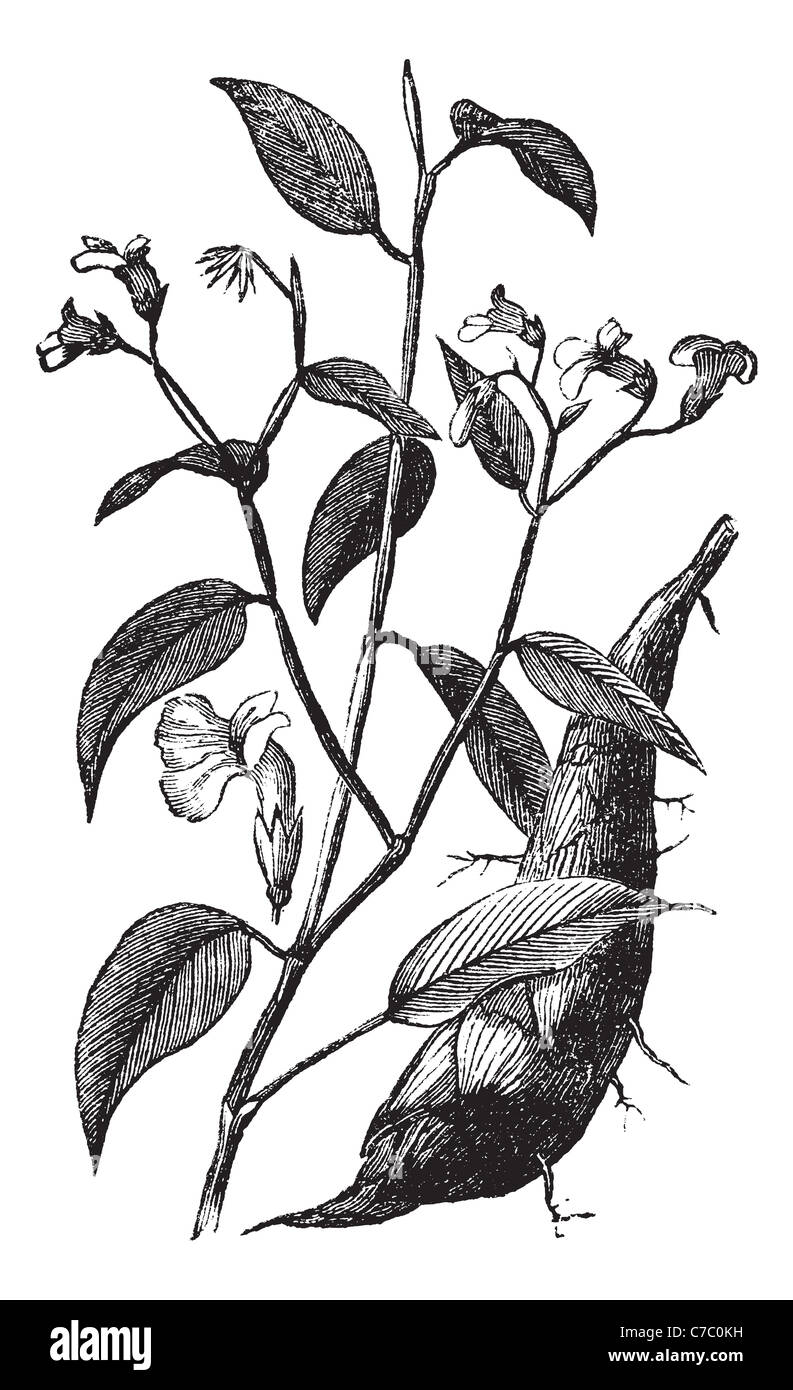 Arrowroot or Obedience plant, vintage engraving. Old engraved illustration of Arrowroot isolated on a white background. Stock Photo