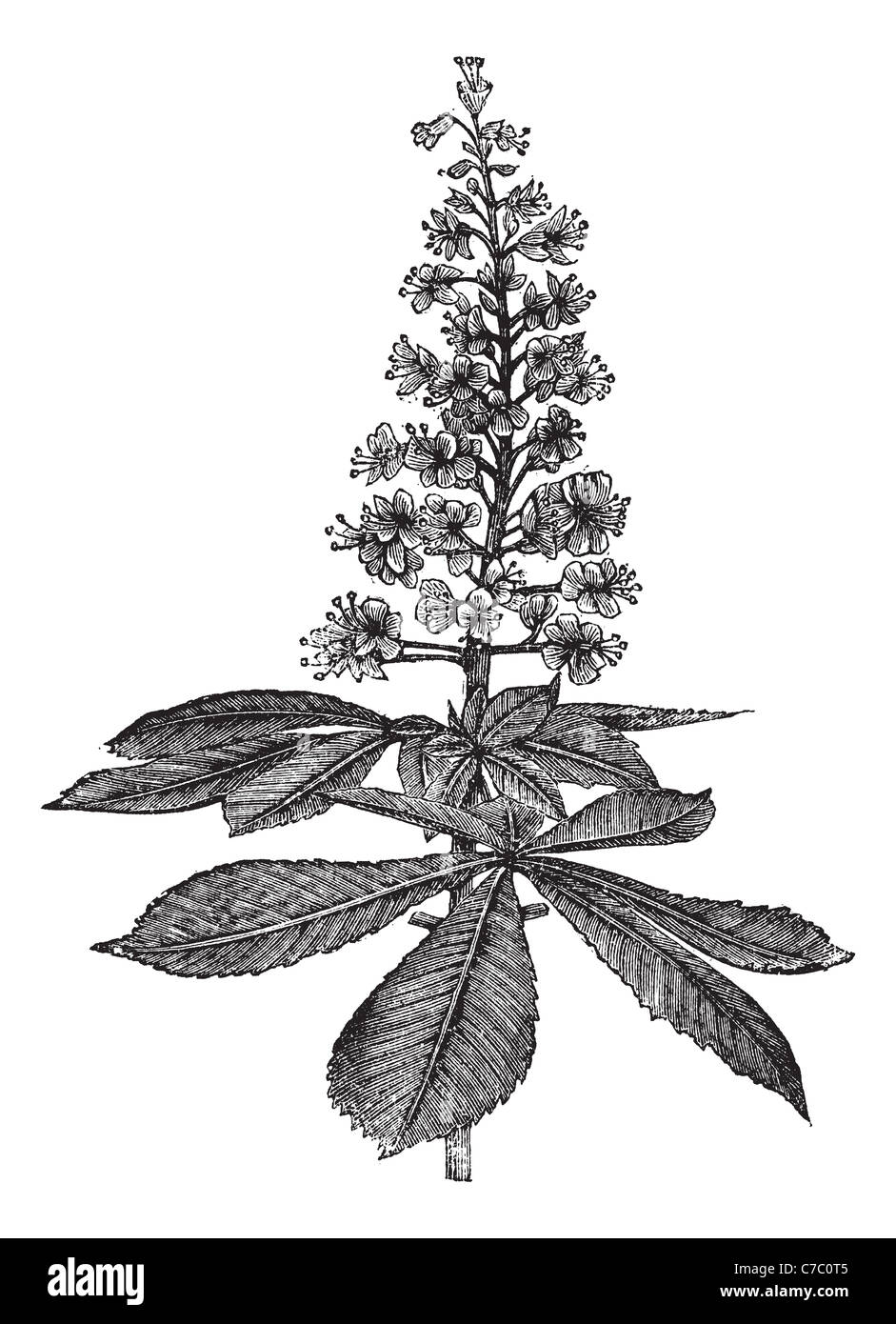 Horse-chestnut, vintage engraving. Old engraved illustration of Horse-chestnut isolated on a white background. Stock Photo