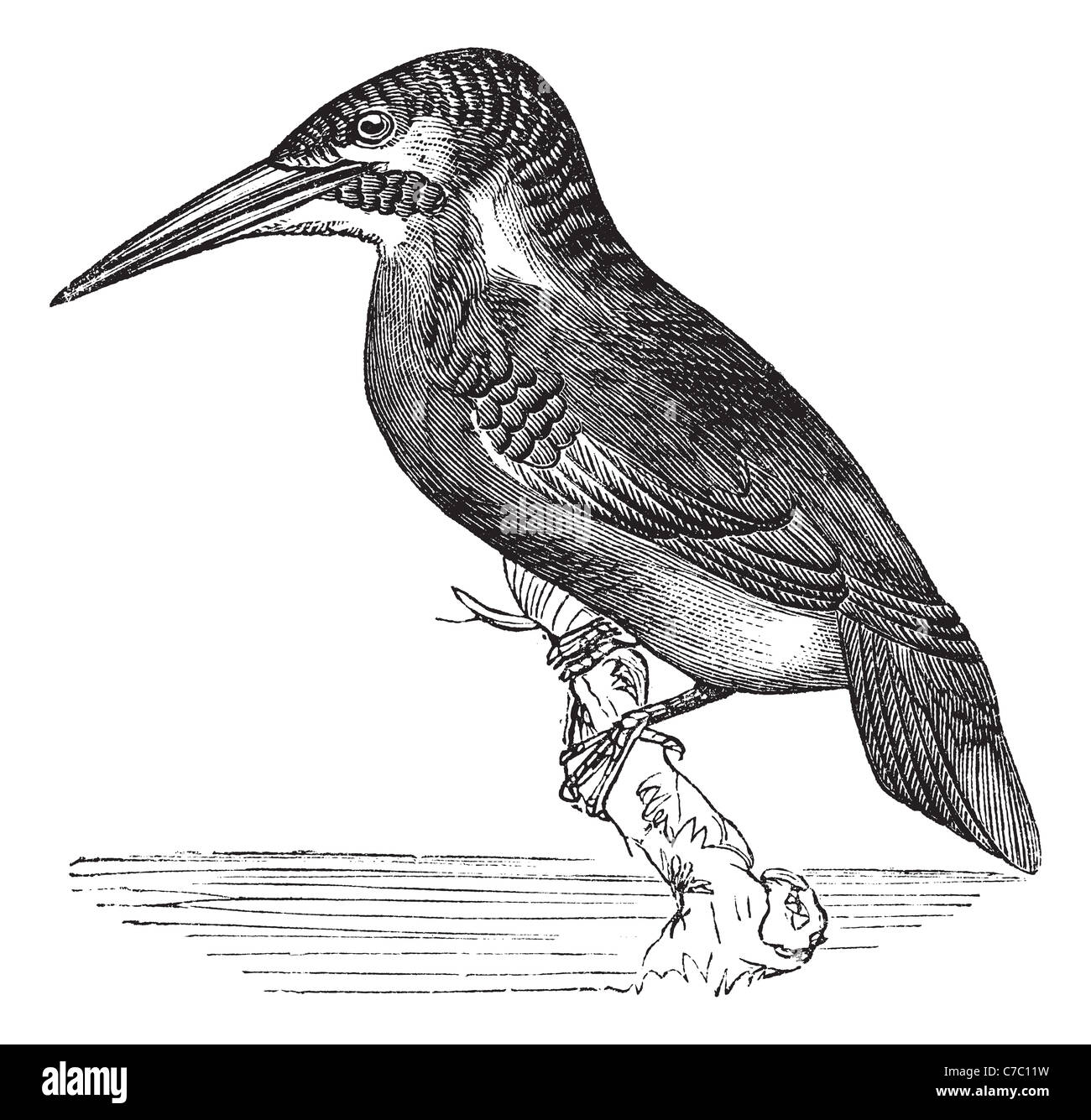 Common Kingfisher or Alcedo ispida, vintage engraving. Old engraved illustration of Common Kingfisher waiting on a branch. Stock Photo