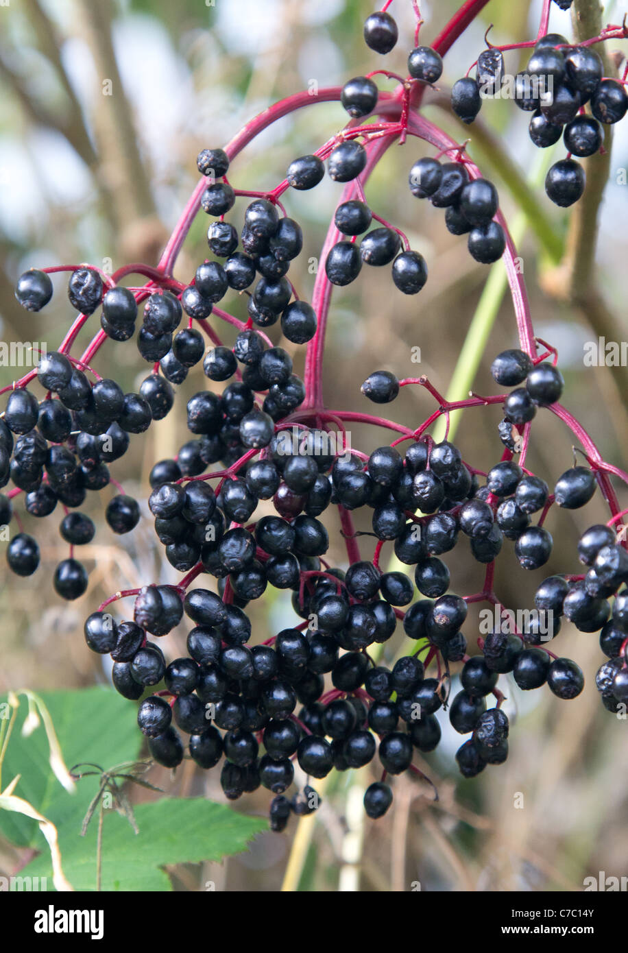Is Elderberry Good For Dogs