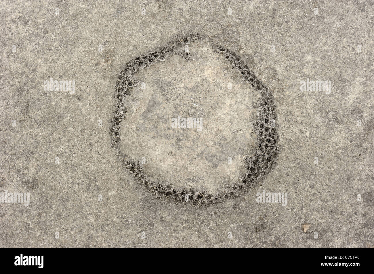 Limestone pavement close up with fossil Stock Photo