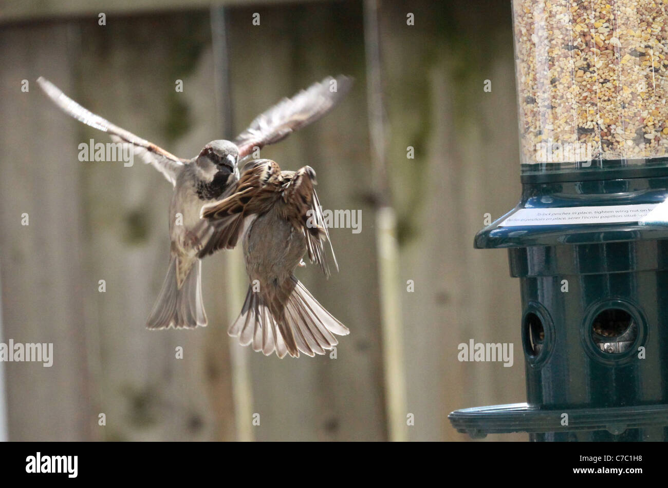In March I Set Up My Bird Feeder And Watched As The Starving Birds