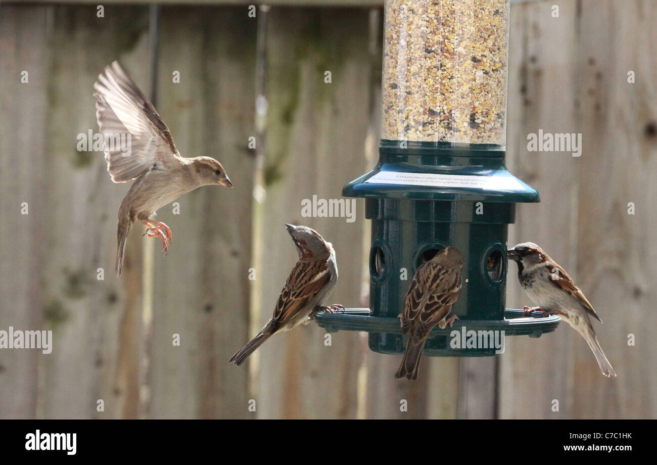 In March I Set Up My Bird Feeder And Watched As The Starving Birds