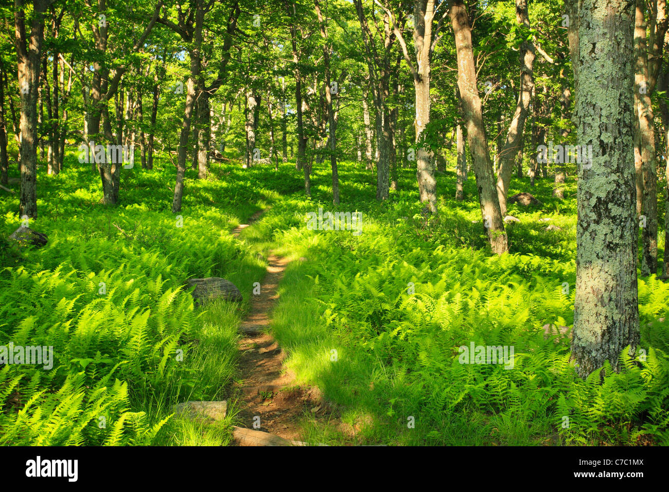 Appalachian Trail, Hogback Ridge, Shenandoah National Park, Virginia ...