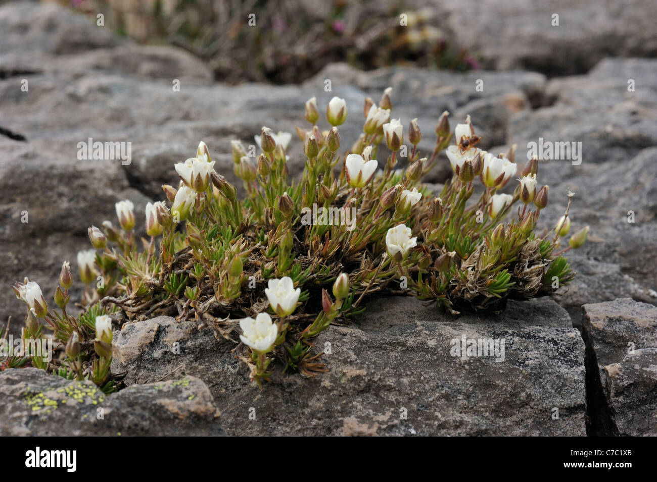 Recurved Sandwort, minuartia recurva growing in thin humus in dry narrow cracks in slabs of siliceous rocks of Old Red Sandstone age Stock Photo