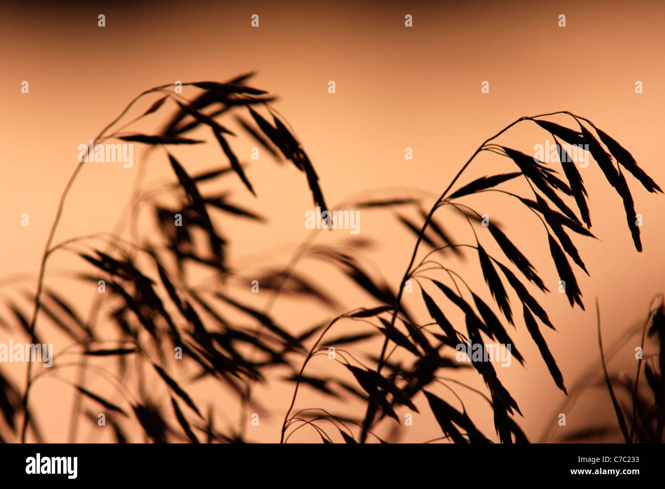 Grass seed heads silhouetted against reflection on Yellowstone River