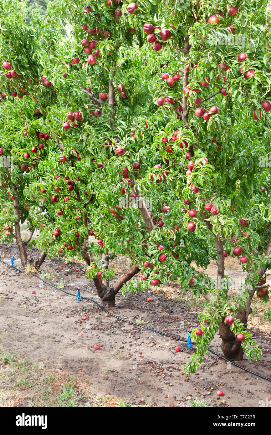 Nectarine 'Artic Blush', orchard bearing fruit Stock Photo