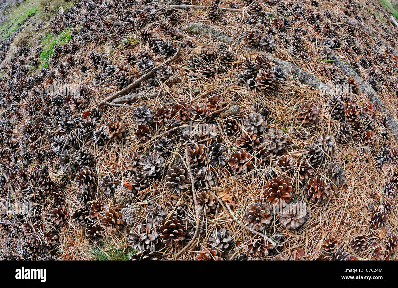 Pine cones and needles laying on the forest floor. Stock Photo