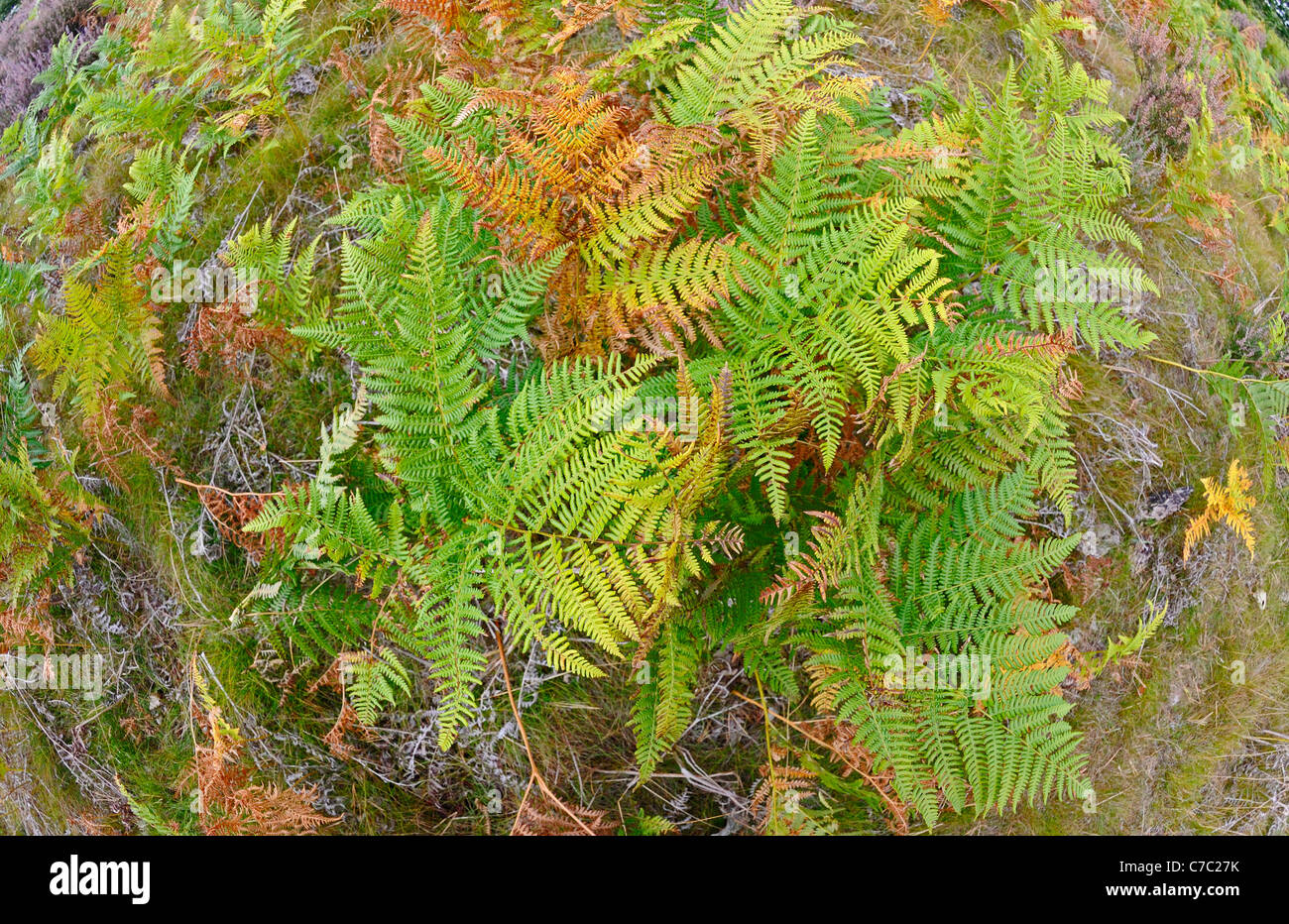 Bracken changing to its autumn colour from green too yellow. Stock Photo
