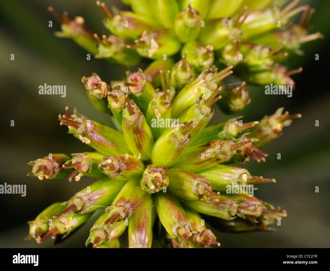 Hemlock Water-dropwort fruits, oenanthe crocata Stock Photo