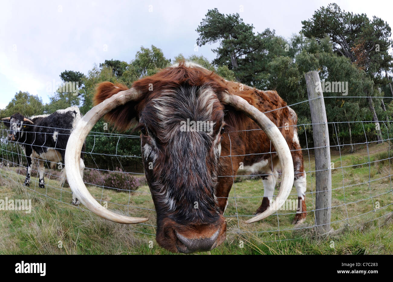 The English Longhorn cattle feeding in Sherwood forest, Nottinghamshire Stock Photo Alamy