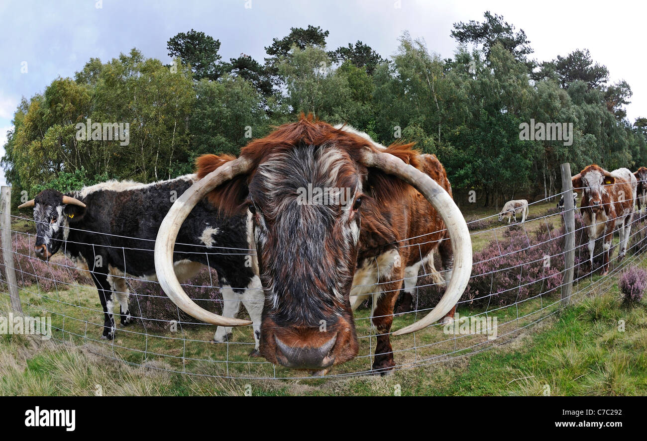 The English Longhorn cattle feeding in Sherwood forest, Nottinghamshire Stock Photo Alamy
