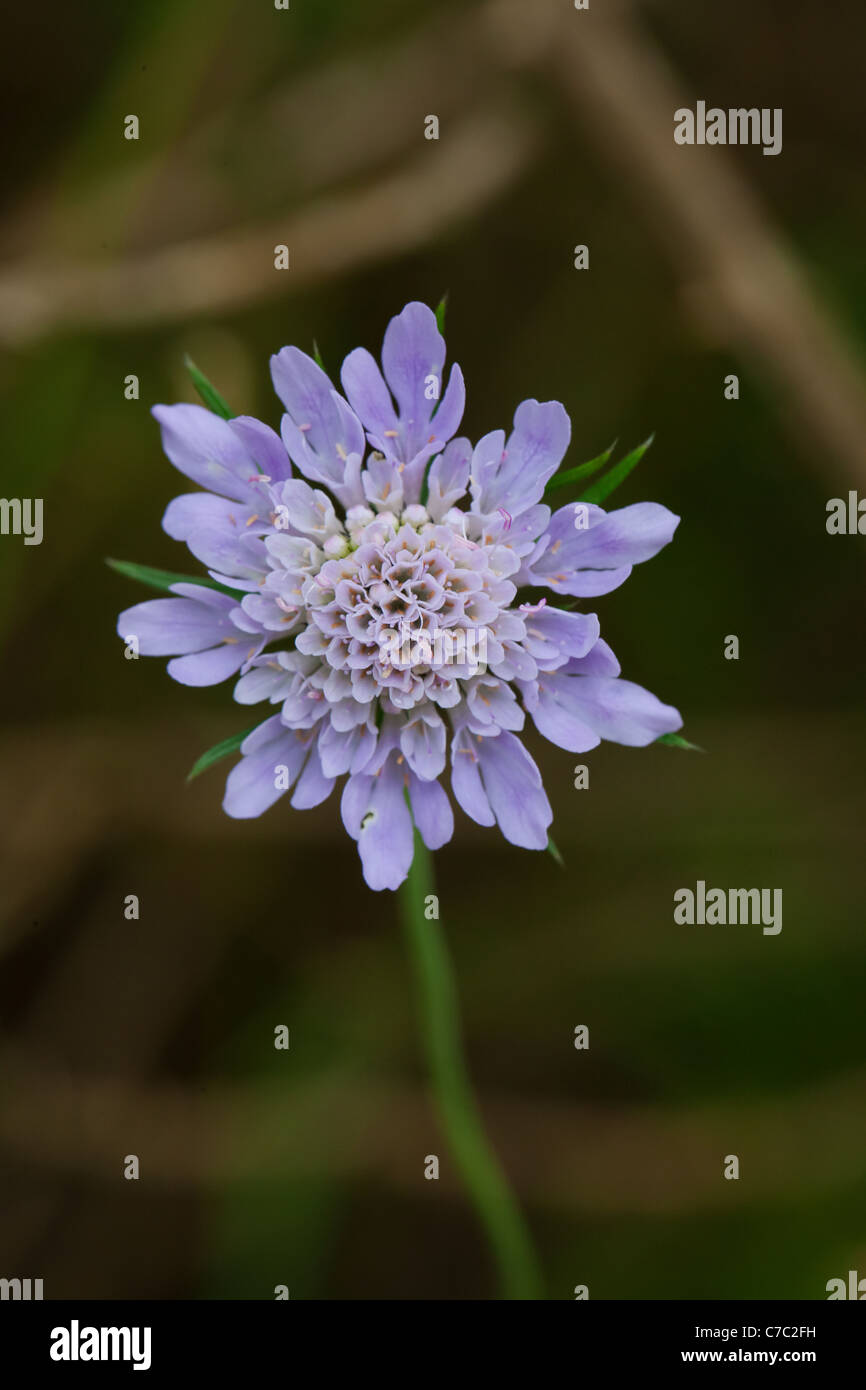 Close up of a Purple flower Stock Photo - Alamy