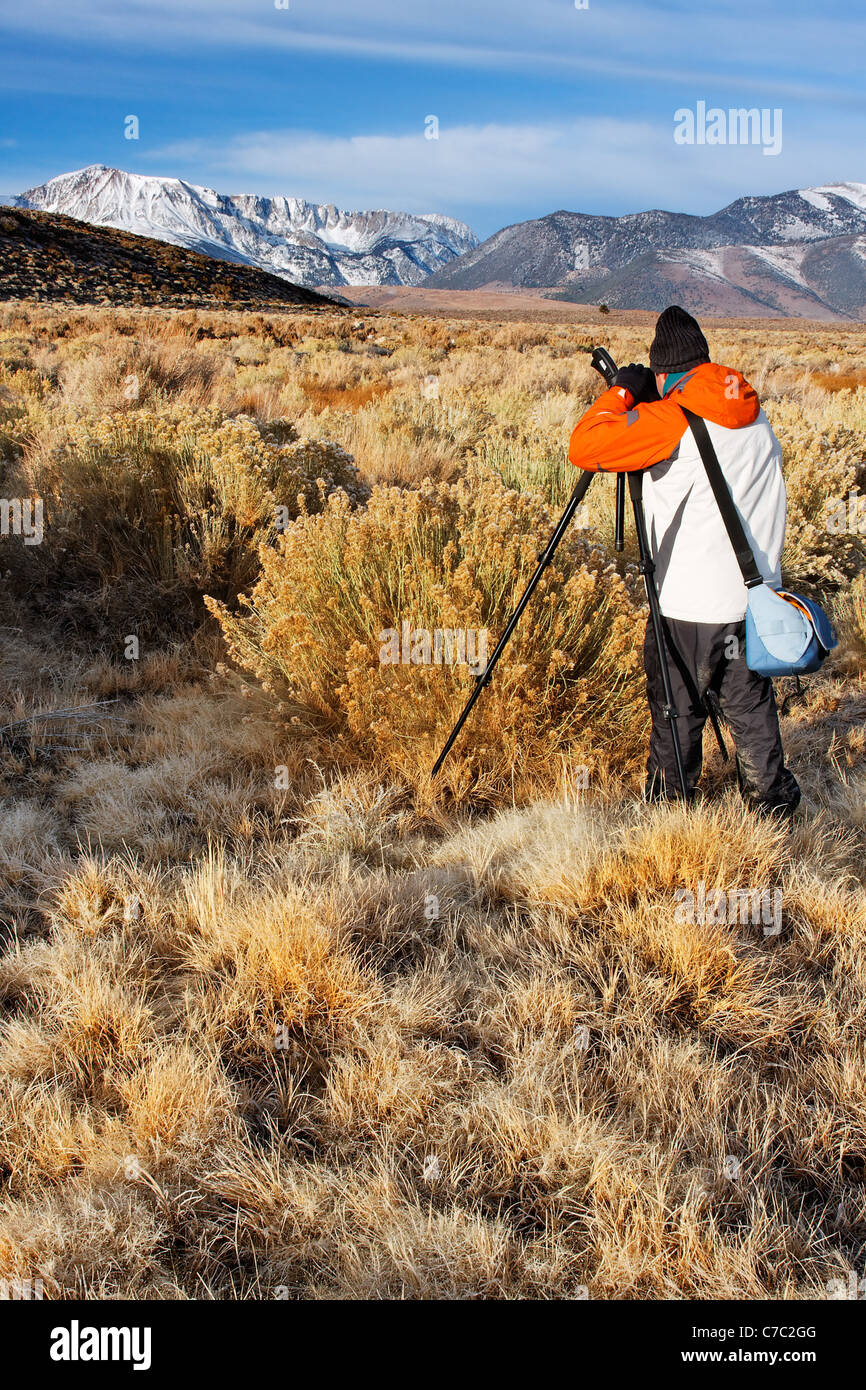 Man photographing Mount Wood and Parker Peak and desert sage brush, Mono Basin National Forest Scenic Area, California, USA Stock Photo
