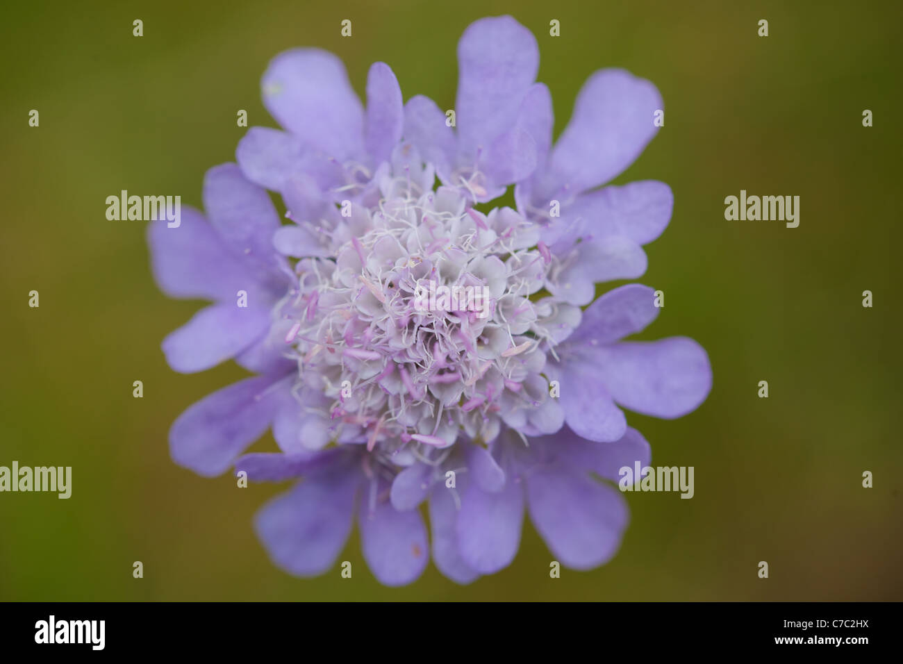 top down detail of a purple flower Stock Photo Alamy